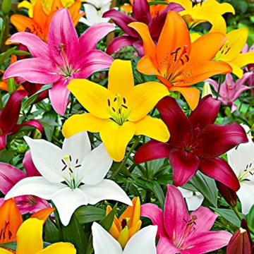 10x-lilium-lambada-10er-mix-lilien-zwiebeln-winterhart-gemischte-farben-blumenzwiebeln-mehrjaehrig-o-12-14-cm-3