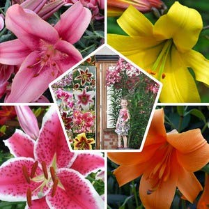 50-x-all-summer-lilien-zwiebeln-super-kollektion-mindestens-20-sorten-mehrjaehrig-und-winterhart-blumenzwiebeln-mix-mischung-aus-holland-fuer-garten-und-topf-zwiebelgroesse-o-12-14-cm-3