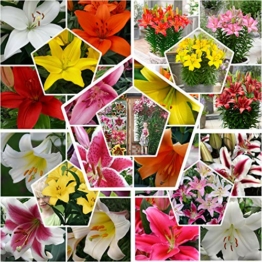 Zwiebelgröße Ø 14-16cm 3 von jeder Farbe 15x Orientalische Lilien Kollektion in 5 Sorten Mischung aus Holland für Garten und Topf Mehrjährig und Winterhart Blumenzwiebeln Mix 