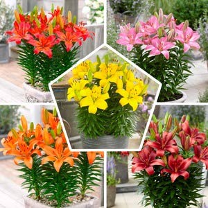 50-x-all-summer-lilien-zwiebeln-super-kollektion-mindestens-20-sorten-mehrjaehrig-und-winterhart-blumenzwiebeln-mix-mischung-aus-holland-fuer-garten-und-topf-zwiebelgroesse-o-12-14-cm-5