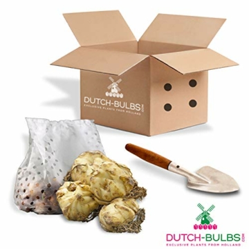 50-x-all-summer-lilien-zwiebeln-super-kollektion-mindestens-20-sorten-mehrjaehrig-und-winterhart-blumenzwiebeln-mix-mischung-aus-holland-fuer-garten-und-topf-zwiebelgroesse-o-12-14-cm-9