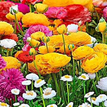 60x-ranunculus-asiaticus-doppelbluetige-ranunkeln-zwiebeln-blumenzwiebeln-mehrjaehrig-o-4-5-cm-2