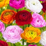 60x-ranunculus-asiaticus-doppelbluetige-ranunkeln-zwiebeln-blumenzwiebeln-mehrjaehrig-o-4-5-cm-1