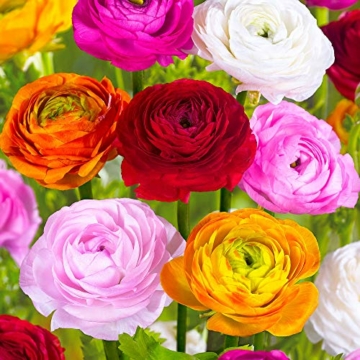 60x-ranunculus-asiaticus-doppelbluetige-ranunkeln-zwiebeln-blumenzwiebeln-mehrjaehrig-o-4-5-cm-3