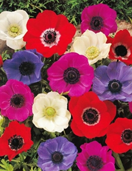 anemonen-coronaria-de-caen-gemischt-50-blumenzwiebeln-1