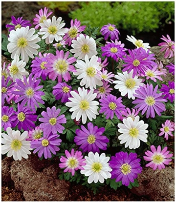 baldur-garten-anemonen-bunter-mix-25-zwiebeln-anemone-blanda-1