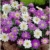 baldur-garten-anemonen-bunter-mix-25-zwiebeln-anemone-blanda-1