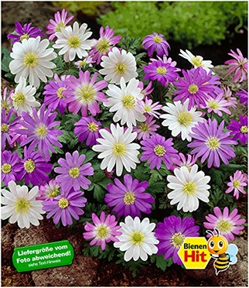 baldur-garten-anemonen-bunter-mix-25-zwiebeln-anemone-blanda-2