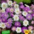 baldur-garten-anemonen-bunter-mix-25-zwiebeln-anemone-blanda-2