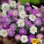 baldur-garten-anemonen-bunter-mix-25-zwiebeln-anemone-blanda-3