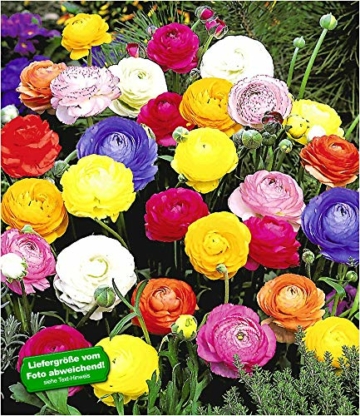 baldur-garten-gefuellte-ranunkeln-30-stueck-blumenzwiebeln-ranunculus-asiaticus-1