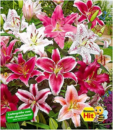 baldur-garten-lilien-mix-parfum-5-zwiebeln-lilium-duftend-blumenzwiebeln-winterhart-2