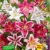 baldur-garten-lilien-mix-parfum-5-zwiebeln-lilium-duftend-blumenzwiebeln-winterhart-2