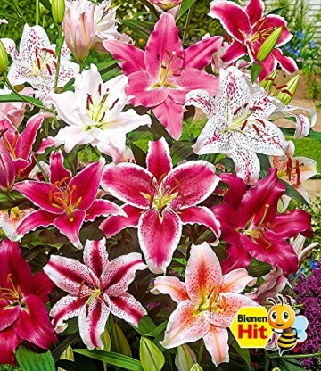 baldur-garten-lilien-mix-parfum-5-zwiebeln-lilium-duftend-blumenzwiebeln-winterhart-3