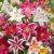 baldur-garten-lilien-mix-parfum-5-zwiebeln-lilium-duftend-blumenzwiebeln-winterhart-3