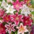 baldur-garten-lilien-mix-parfum-5-zwiebeln-lilium-duftend-blumenzwiebeln-winterhart-1