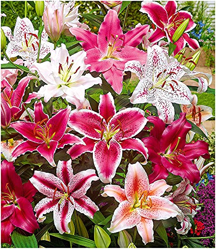 BALDUR-Garten - Lilien-Mix Parfum - 5 Blumenzwiebeln winterhart -  Blumenzwiebeln.eu