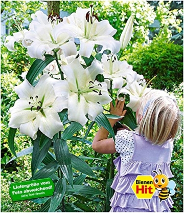 baldur-garten-tree-lily-pretty-woman-3-zwiebeln-baumlilien-lilium-hybride-lilien-zwiebeln-winterhart-duftend-2