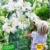 baldur-garten-tree-lily-pretty-woman-3-zwiebeln-baumlilien-lilium-hybride-lilien-zwiebeln-winterhart-duftend-2