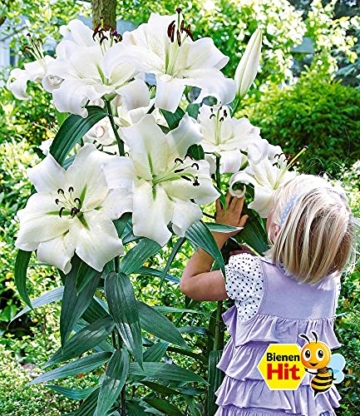 baldur-garten-tree-lily-pretty-woman-3-zwiebeln-baumlilien-lilium-hybride-lilien-zwiebeln-winterhart-duftend-3