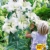 baldur-garten-tree-lily-pretty-woman-3-zwiebeln-baumlilien-lilium-hybride-lilien-zwiebeln-winterhart-duftend-3
