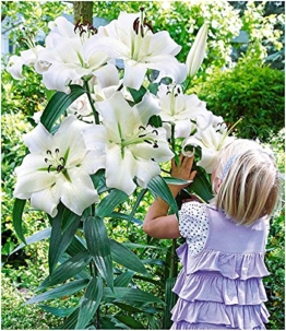 baldur-garten-tree-lily-pretty-woman-3-zwiebeln-baumlilien-lilium-hybride-lilien-zwiebeln-winterhart-duftend-1