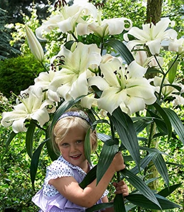 baldur-garten-tree-lily-pretty-woman-3-zwiebeln-baumlilien-lilium-hybride-lilien-zwiebeln-winterhart-duftend-4