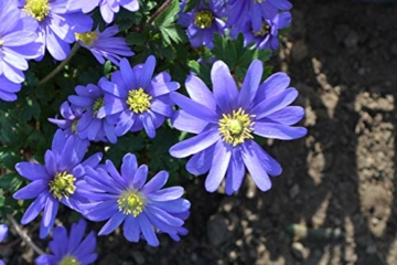 blumenzwiebeln-anemonenzwiebeln-anemonen-blanda-blue-shades-fruehlingsanemone-50-zwiebeln-1