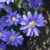 blumenzwiebeln-anemonenzwiebeln-anemonen-blanda-blue-shades-fruehlingsanemone-50-zwiebeln-1