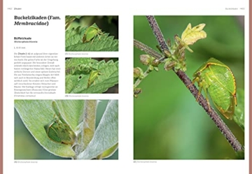 das-grosse-blv-handbuch-insekten-ueber-1360-heimische-arten-3640-fotos-natur-11