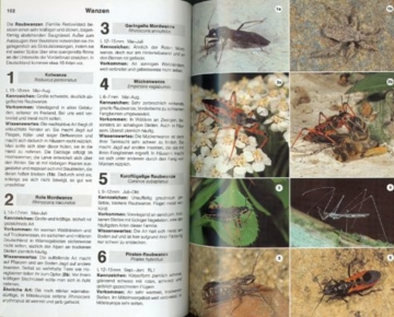 der-neue-kosmos-insektenfuehrer-extra-die-wichtigsten-spinnentiere-3