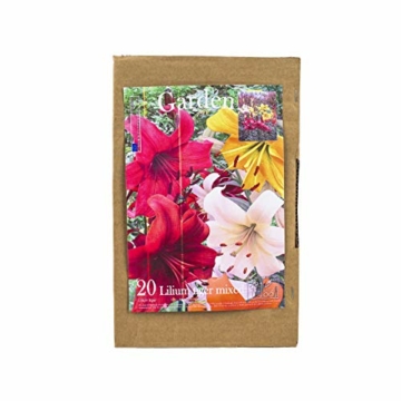 echte-lilienzwiebeln-in-verschiedenen-farben-blumenzwiebeln-in-geschenkverpackung-mehrjaehrig-gartenpflanzen-winterhart-knollen-lilium-lilien-hohe-qualitaet-20-lilien-tiger-mix-3