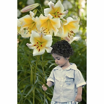 echte-lilienzwiebeln-in-verschiedenen-farben-blumenzwiebeln-in-geschenkverpackung-mehrjaehrig-gartenpflanzen-winterhart-knollen-lilium-lilien-hohe-qualitaet-20-lilien-tiger-mix-4