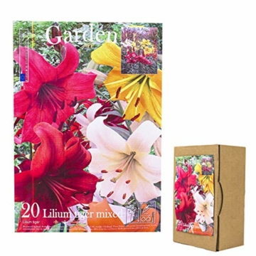 echte-lilienzwiebeln-in-verschiedenen-farben-blumenzwiebeln-in-geschenkverpackung-mehrjaehrig-gartenpflanzen-winterhart-knollen-lilium-lilien-hohe-qualitaet-20-lilien-tiger-mix-1