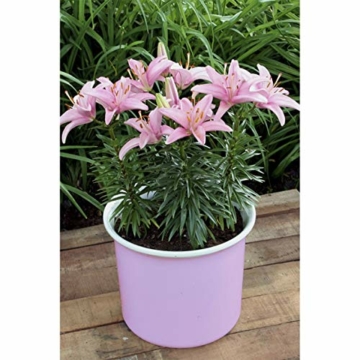 echte-lilienzwiebeln-in-verschiedenen-farben-blumenzwiebeln-in-geschenkverpackung-mehrjaehrig-gartenpflanzen-winterhart-knollen-lilium-lilien-hohe-qualitaet-20-lilien-tiger-mix-6