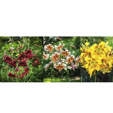 echte-lilienzwiebeln-in-verschiedenen-farben-blumenzwiebeln-in-geschenkverpackung-mehrjaehrig-gartenpflanzen-winterhart-knollen-lilium-lilien-hohe-qualitaet-20-lilien-tiger-mix-9