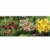 echte-lilienzwiebeln-in-verschiedenen-farben-blumenzwiebeln-in-geschenkverpackung-mehrjaehrig-gartenpflanzen-winterhart-knollen-lilium-lilien-hohe-qualitaet-20-lilien-tiger-mix-9