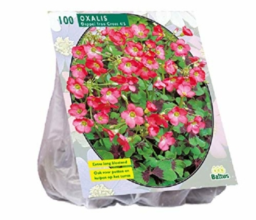 gluecksklee-i-blumenzwiebel-i-100-stk-i-oxalis-deppei-iron-cross-i-rosa-rote-blueten-1