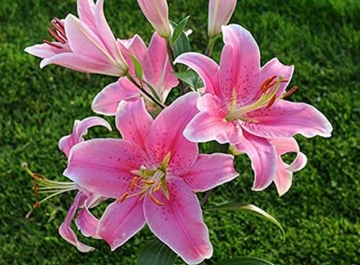 lilien-zwiebeln-winterhart-orientalische-lilie-stargazer-mehrjaehrig-und-winterhart-blumenzwiebeln-eine-packung-enthaelt-blumenzwiebeln-pflanzen-in-topqualitaet-3-rosa-3