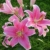 lilien-zwiebeln-winterhart-orientalische-lilie-stargazer-mehrjaehrig-und-winterhart-blumenzwiebeln-eine-packung-enthaelt-blumenzwiebeln-pflanzen-in-topqualitaet-3-rosa-3