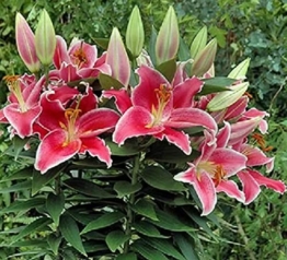 lilien-zwiebeln-winterhart-orientalische-lilie-stargazer-mehrjaehrig-und-winterhart-blumenzwiebeln-eine-packung-enthaelt-blumenzwiebeln-pflanzen-in-topqualitaet-3-rosa-1