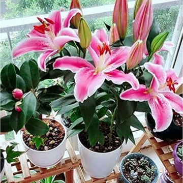 lilien-zwiebeln-winterhart-orientalische-lilie-stargazer-mehrjaehrig-und-winterhart-blumenzwiebeln-eine-packung-enthaelt-blumenzwiebeln-pflanzen-in-topqualitaet-3-rosa-4