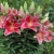 lilien-zwiebeln-winterhart-orientalische-lilie-stargazer-mehrjaehrig-und-winterhart-blumenzwiebeln-eine-packung-enthaelt-blumenzwiebeln-pflanzen-in-topqualitaet-3-rosa-1