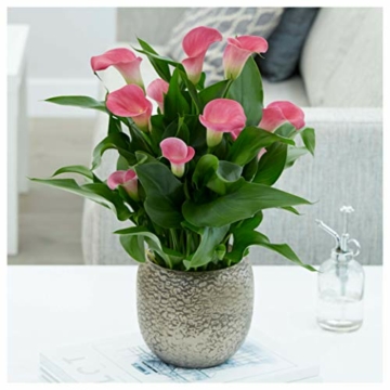 plant-bloom-calla-captain-samba-grow-kit-1-calla-tuber-zuechte-deine-eigenen-rosa-blumen-fuer-den-innenbereich-niederlaendische-qualitaet-2