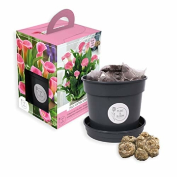 plant-bloom-calla-captain-samba-grow-kit-1-calla-tuber-zuechte-deine-eigenen-rosa-blumen-fuer-den-innenbereich-niederlaendische-qualitaet-1