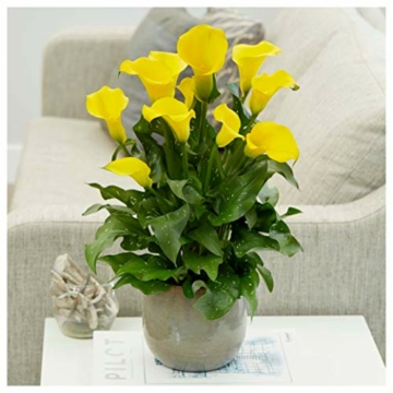 plant-bloom-calla-captain-solo-grow-kit-1-calla-tuber-zuechte-deine-eigenen-gelbe-blumen-fuer-den-innenbereich-niederlaendische-qualitaet-2