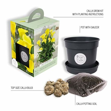 plant-bloom-calla-captain-solo-grow-kit-1-calla-tuber-zuechte-deine-eigenen-gelbe-blumen-fuer-den-innenbereich-niederlaendische-qualitaet-3