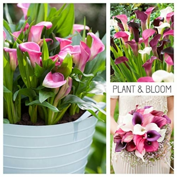 plant-bloom-callazwiebeln-aus-holland-3-zwiebeln-leicht-zu-zuechten-fuer-das-ganze-jahr-in-ihrem-garten-hollaendische-qualitaet-weiss-rosa-lila-blueten-kollektion-rosa-ueberfluss-2