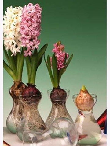 samenshop24-hyazinthenglaeser-klar-3-stueck-ideal-fuer-praeparierte-hyazinthen-vase-fuer-schnittblumen-deko-premium-qualtitaet-3