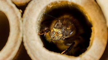 super-idee-200er-set-papproehrchen-fuellung-60mm-laenge-fuer-insektenhotel-insektenhaus-wildbienen-nisthilfe-wildbienenhotel-wildbienenhaus-bienenhotel-hummelhotel-hummelhaus-fuellmaterial-bienenkaste